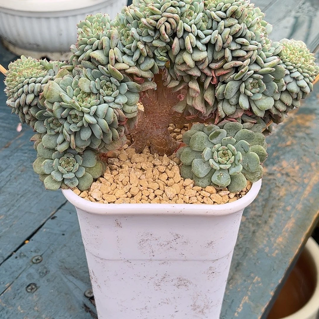 程成多肉植物白胖子缀
