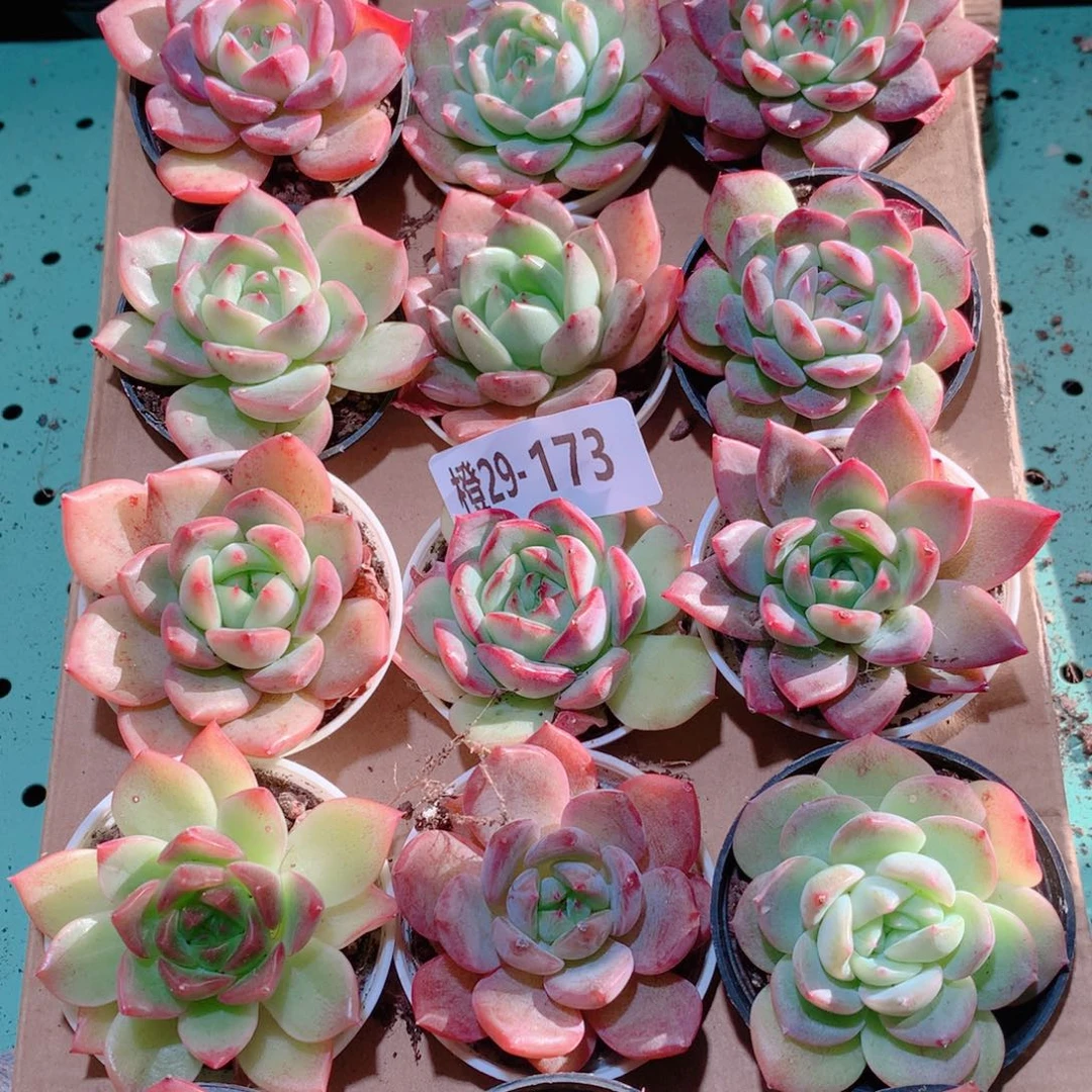 29-173一物一拍多肉带盆18颗