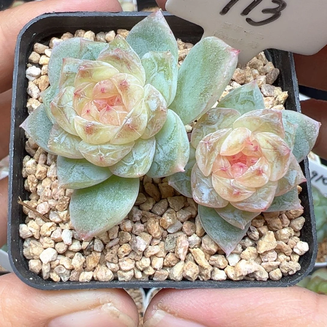 713号若梦晗雨多肉