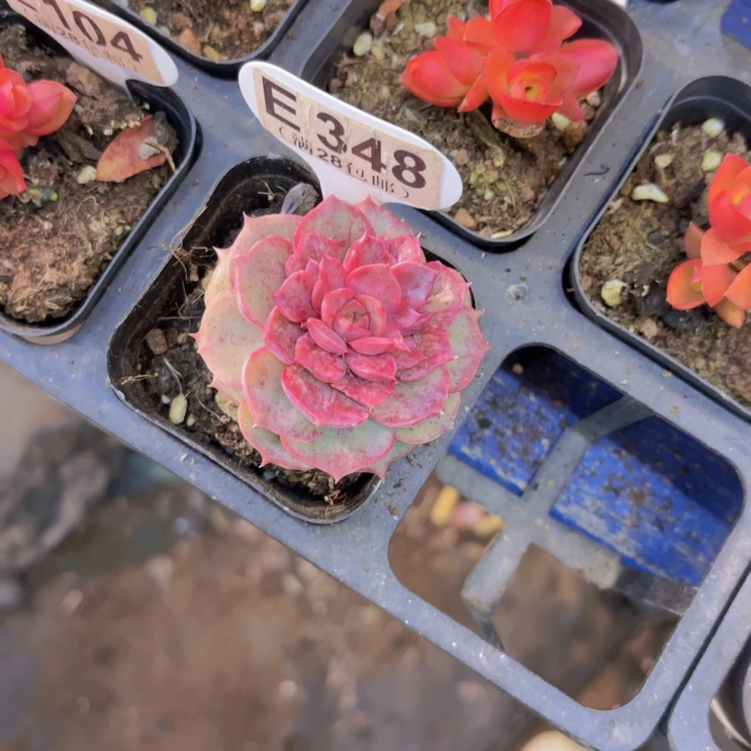 E348白芷一物一拍