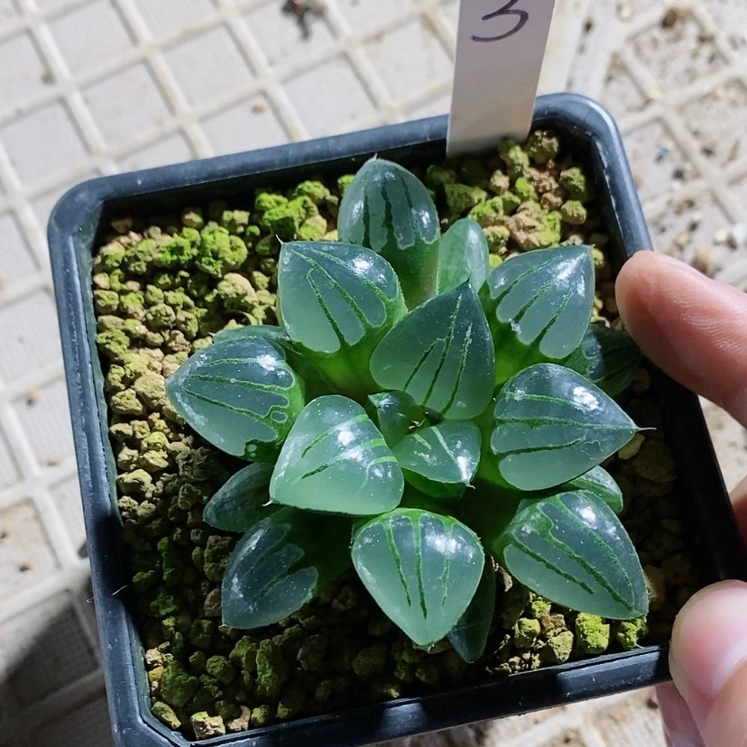 【闪购商品】3翠虎
