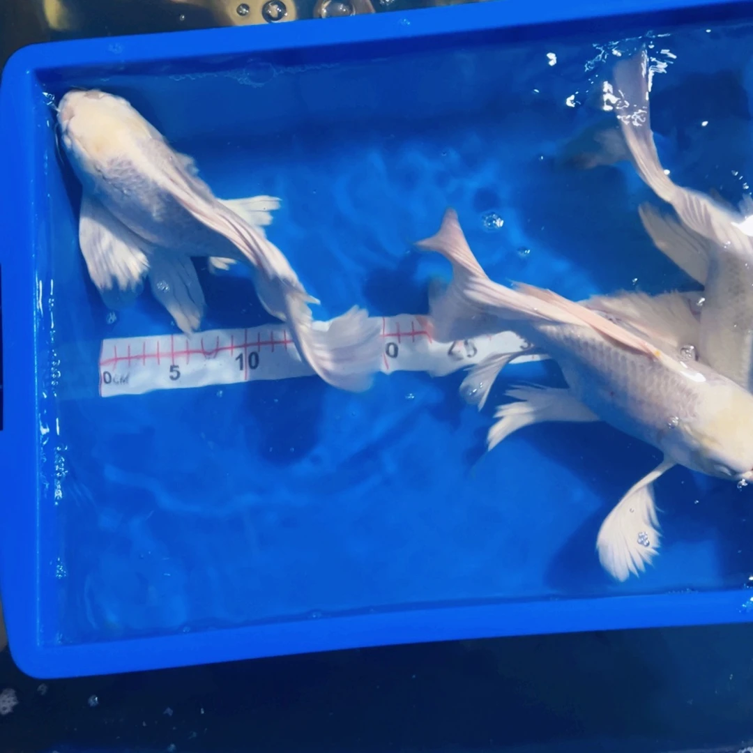 蝴蝶鲤鱼尹*雄蝴蝶鲤包邮40不售后