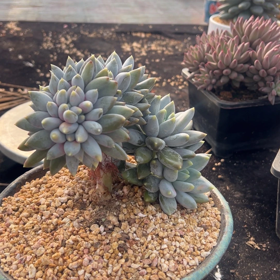 哥特萝莉缀化带点