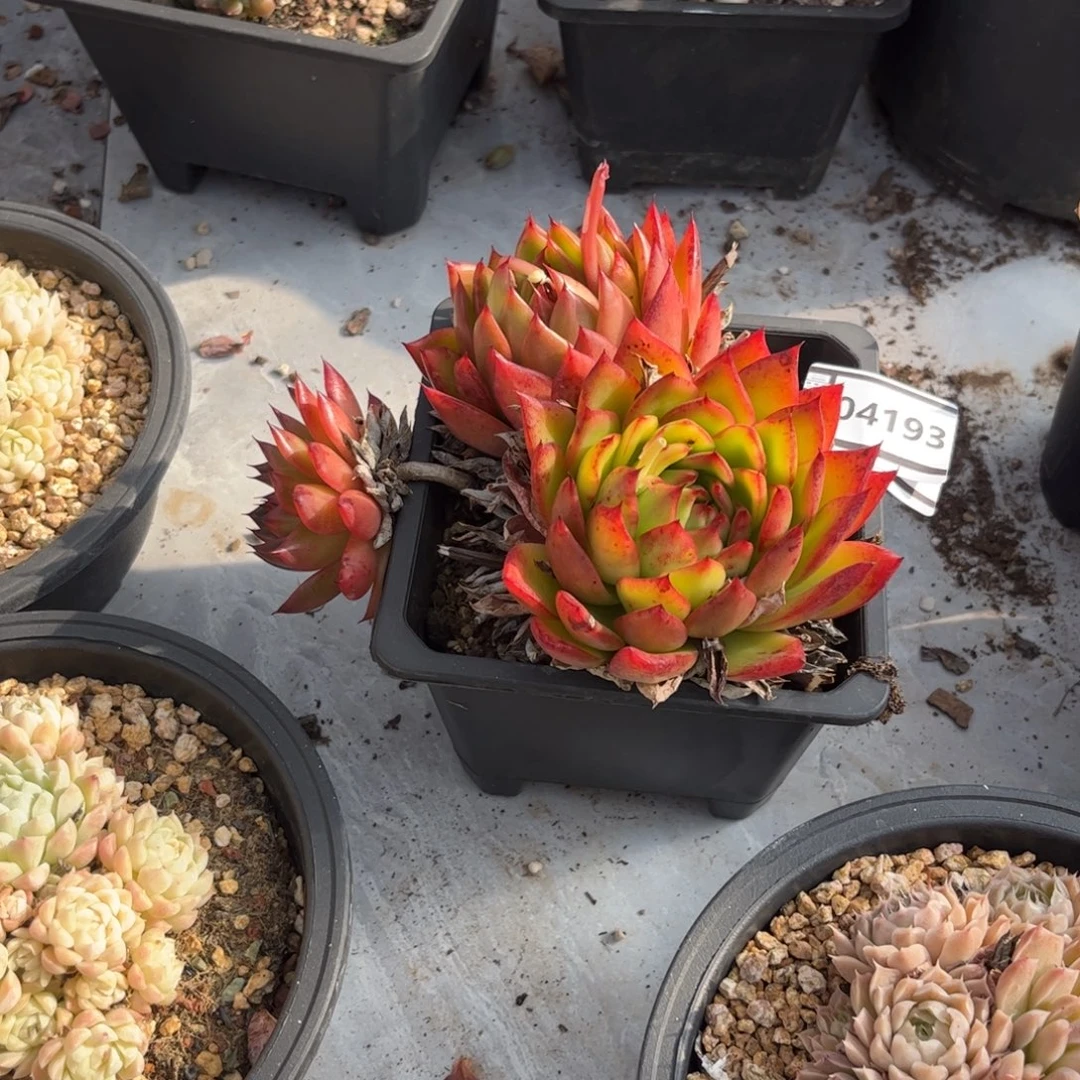 东云多肉植物04193