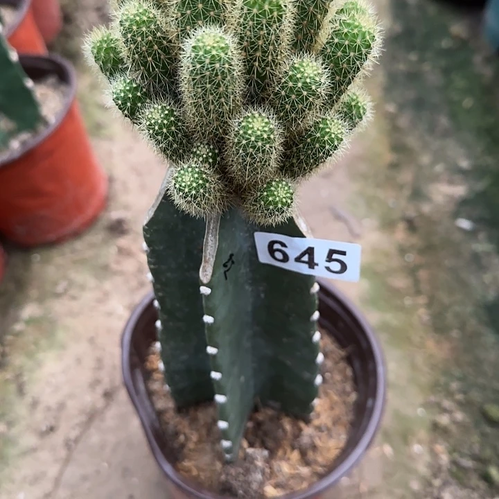 ****》无花朵清货红花金妞645