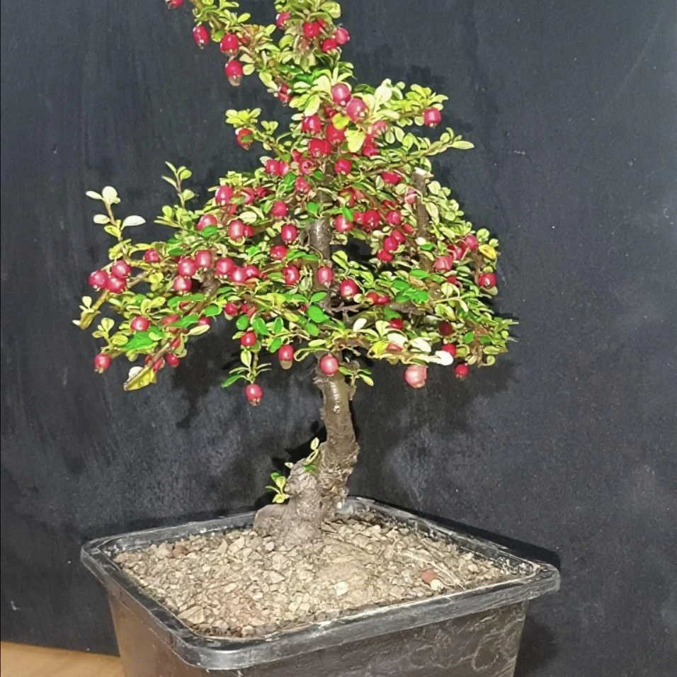 云南白花珍珠米叶栒子精品