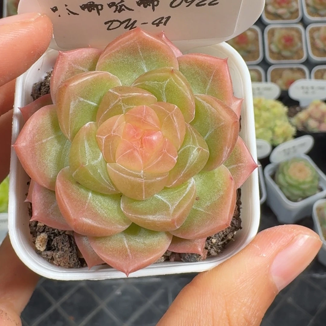 0922-41-单头编号一颗
