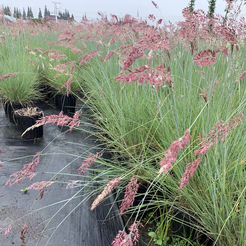 蜜糖草盆栽多年生耐寒耐热适合庭院花镜造景观赏草