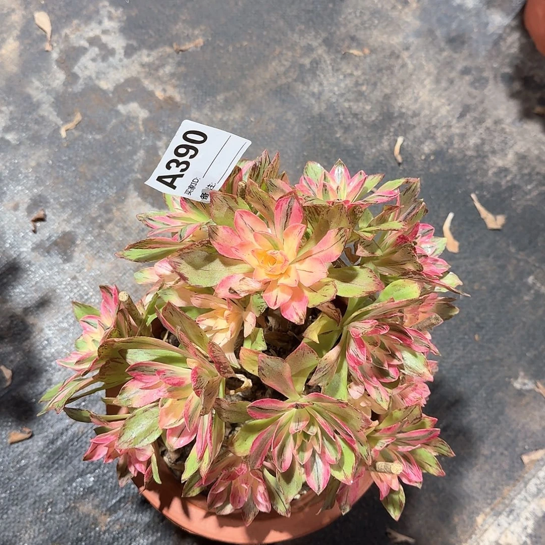 荷花多肉法师a390