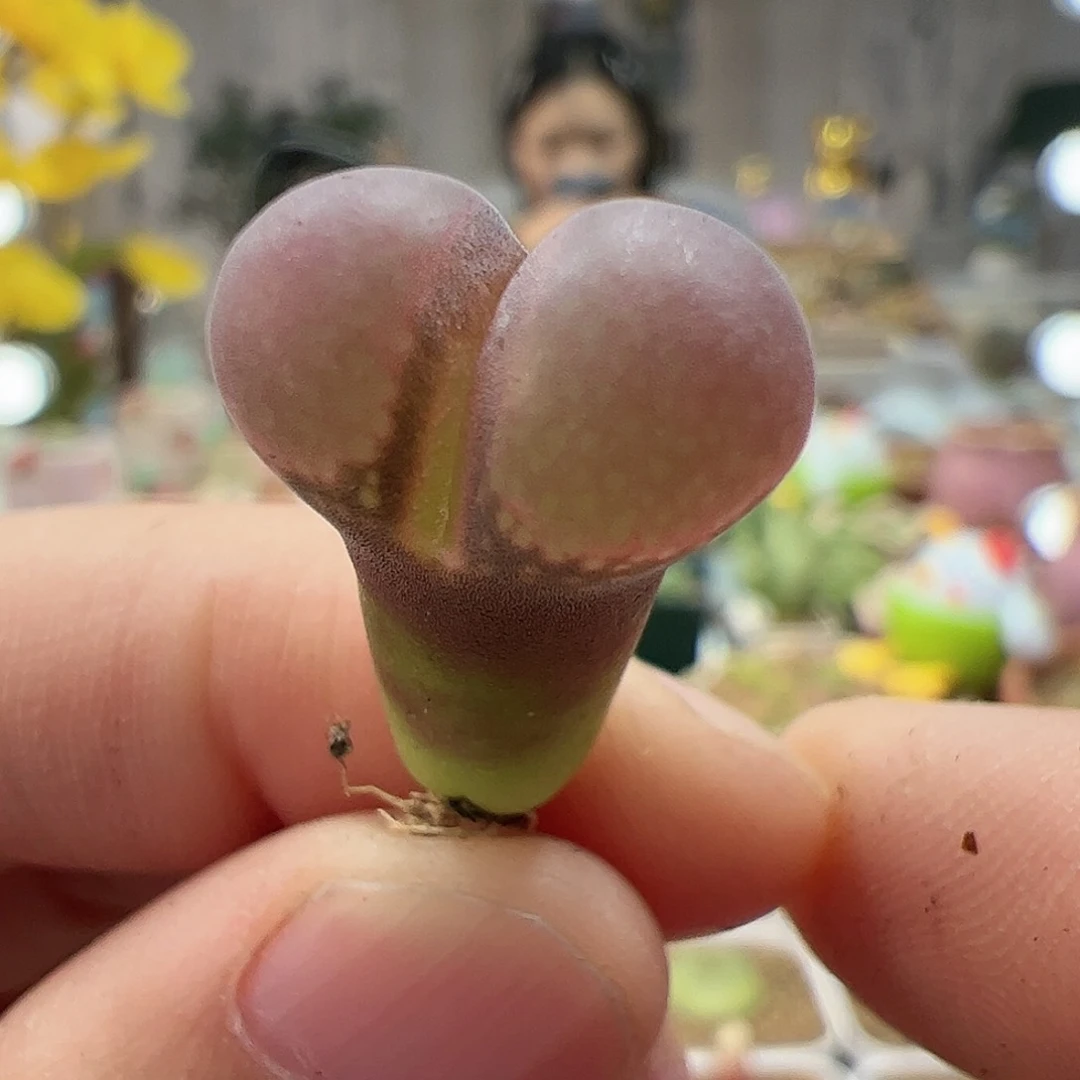 【闪购商品】133 粉钻