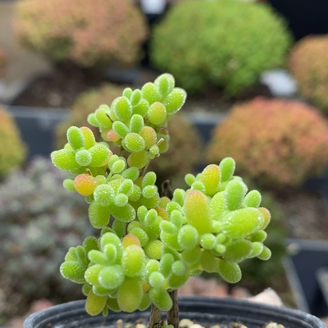 开播福利蜜橘糖球6058