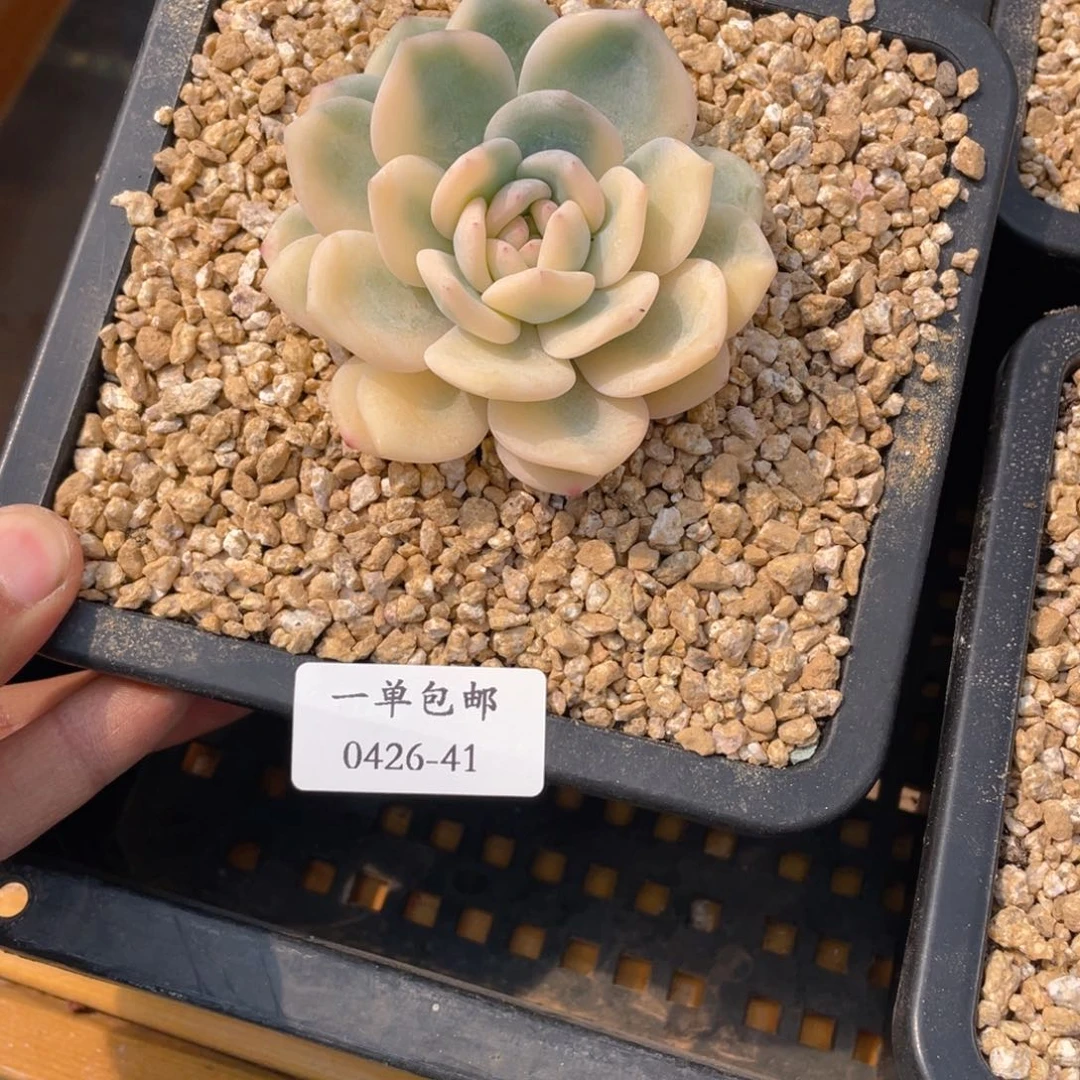?****。0426-41-梦露锦。。。。。