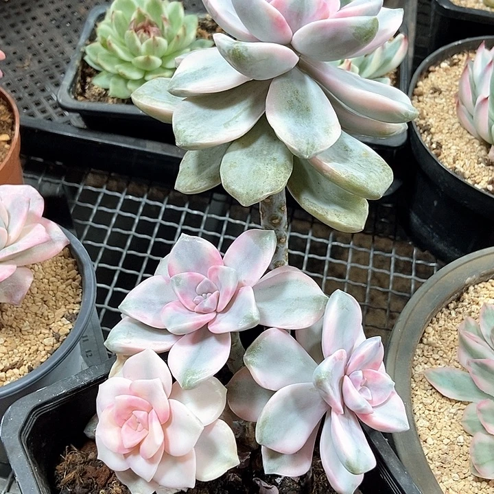 云***空紫乐锦多肉植物的