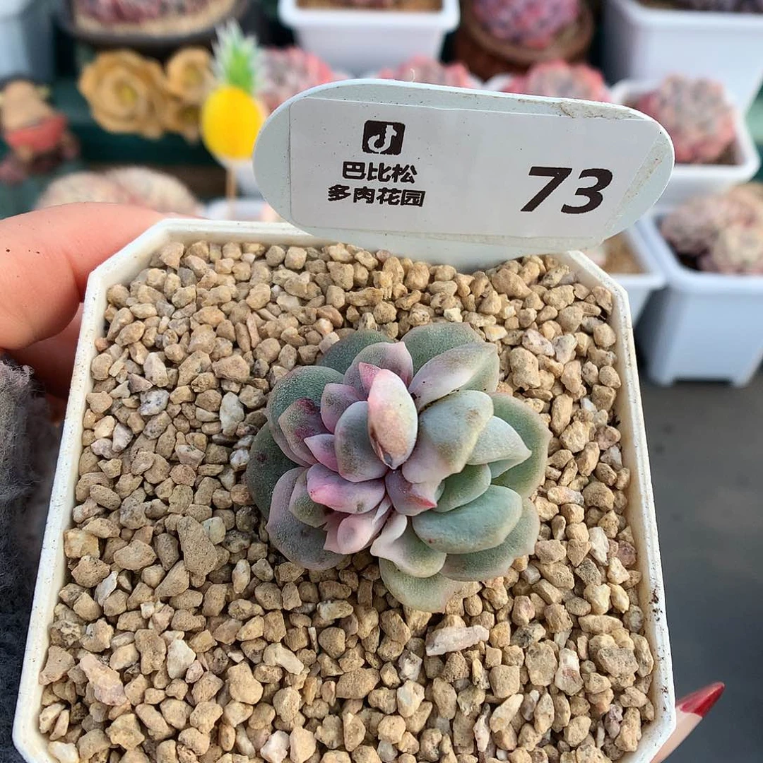 73虾饺型双心异色冰魄石化多肉