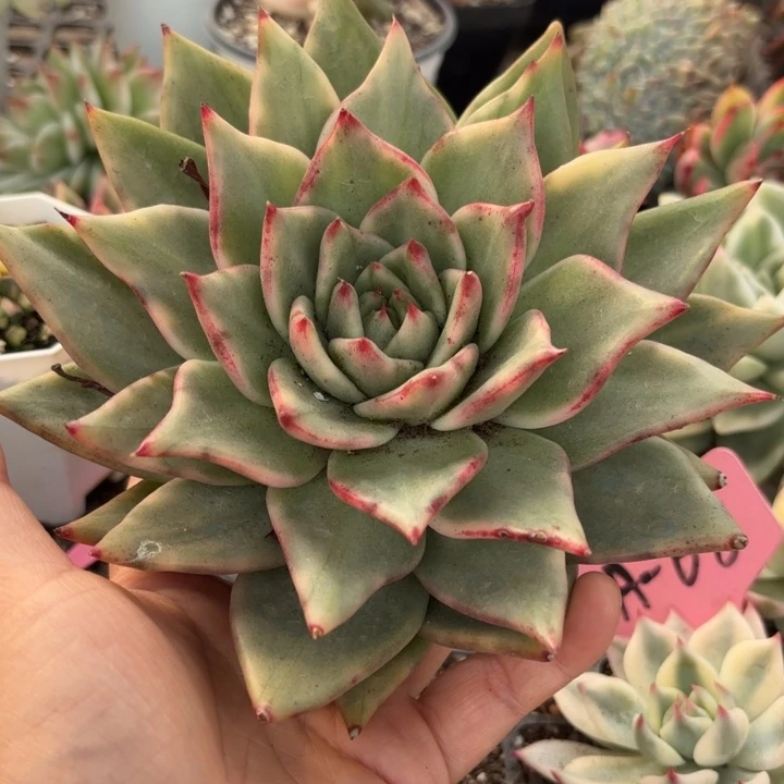 乌木锦多肉植物多肉植物