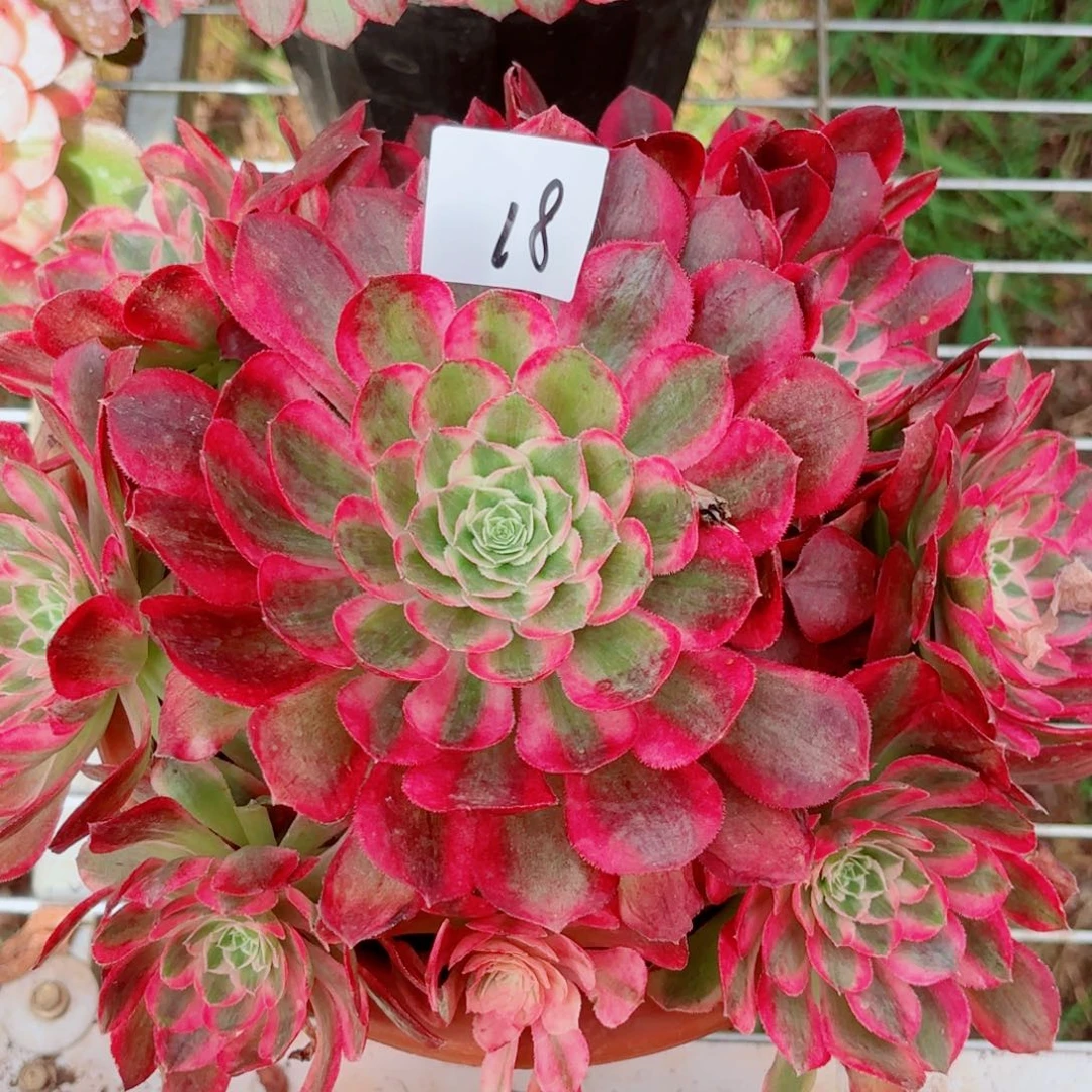 一物一拍多肉法师18