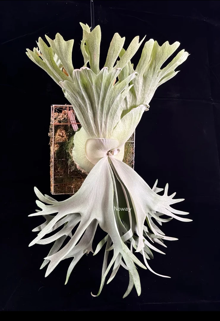 水蛙鹿角蕨孢子苗