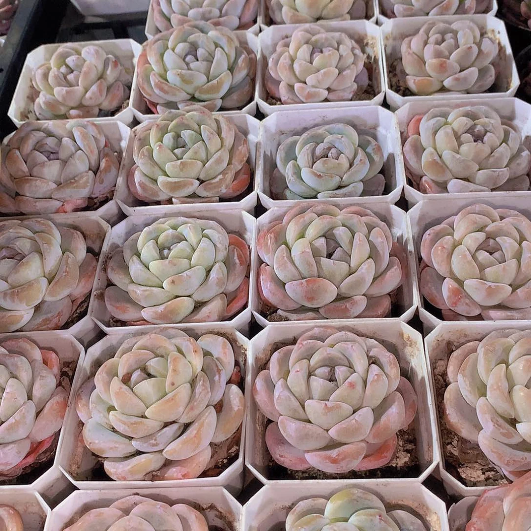 冰玉24578990000000