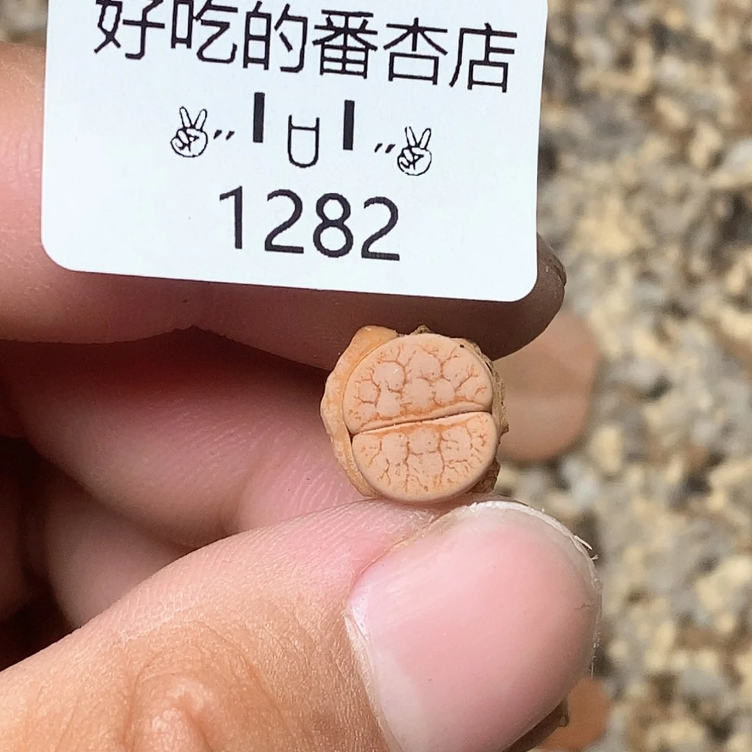 山*1282。零下拍保温。