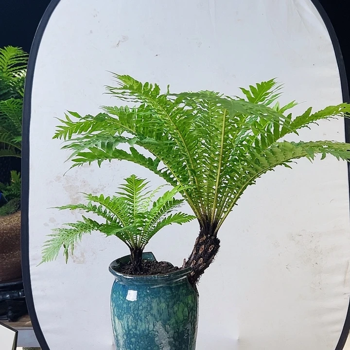 无花朵呃呃呃呃呃呃呃呃呃呃