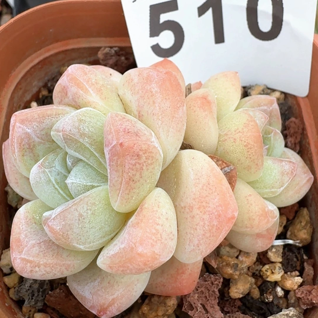 福利冰玉         多肉植物