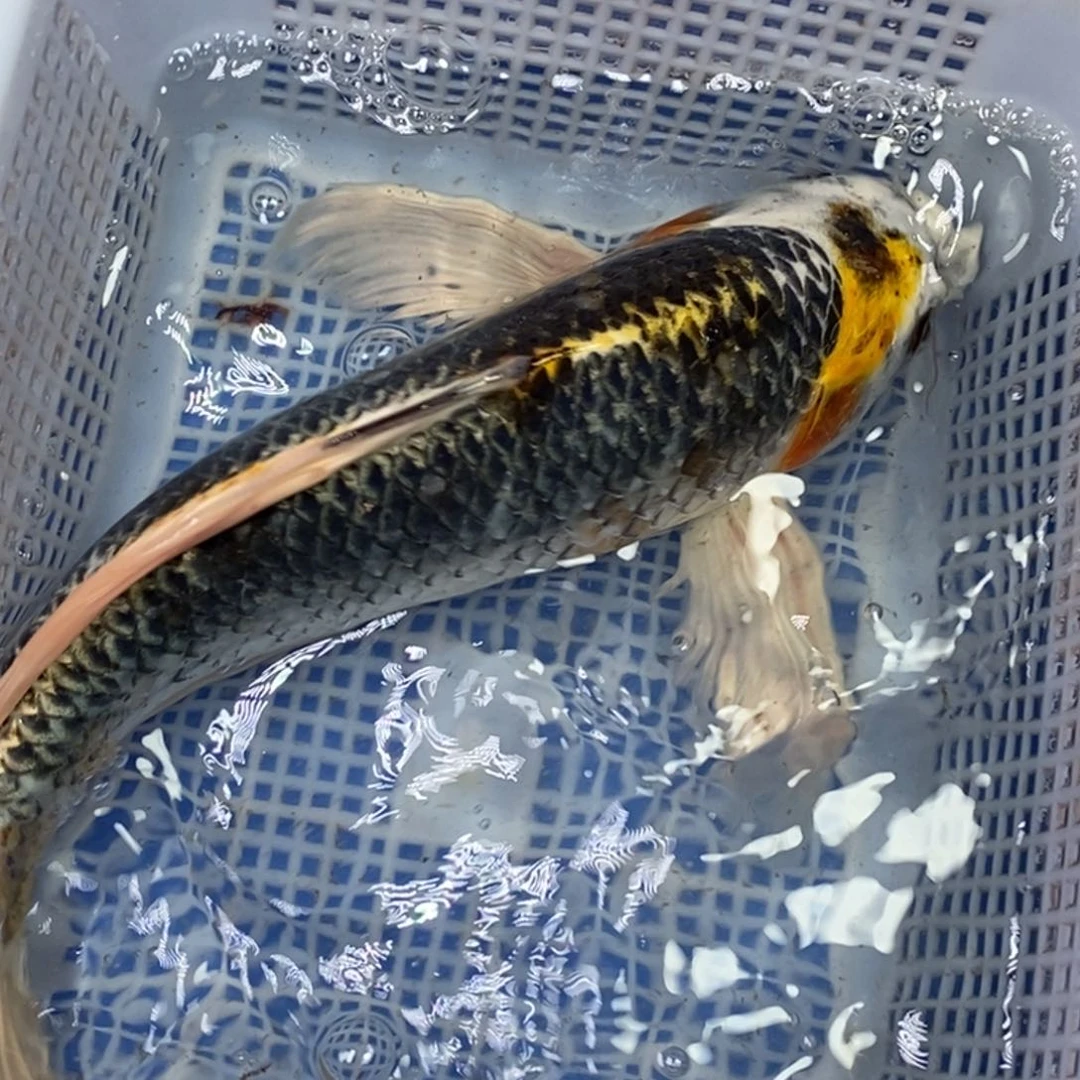 锦鲤冷水锦鲤包邮