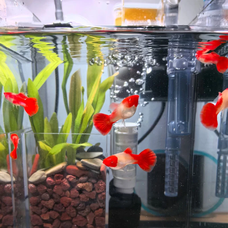 鸿运当头 孔雀鱼活体活鱼热带鱼鸿运孔雀鱼观赏鱼