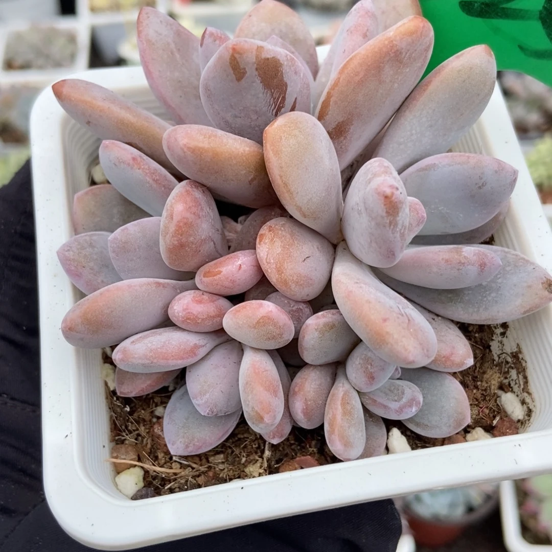 825粉兔多肉植物多肉