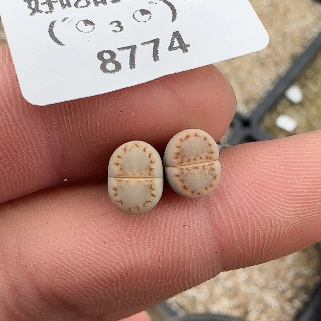 栖****8774。默认脱土。18包邮。偏远88包邮