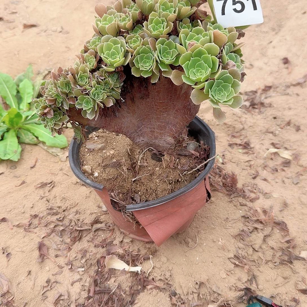 751火玫瑰朵朵一颗微瑕满28包邮