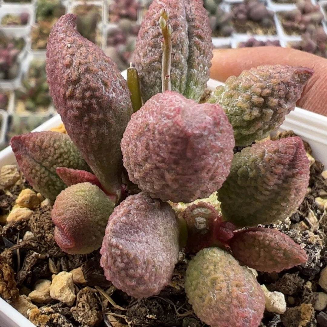 实生新品多肉植物水泡