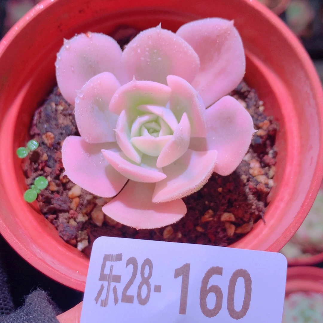 乐然28-160 鲁氏锦