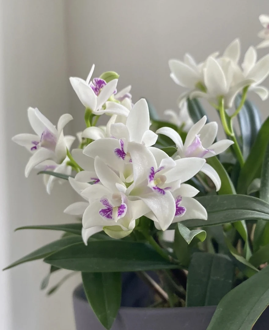 白月光（紫心）澳洲香水石斛爆花好养室内阳台植物 云南鲜花绿植