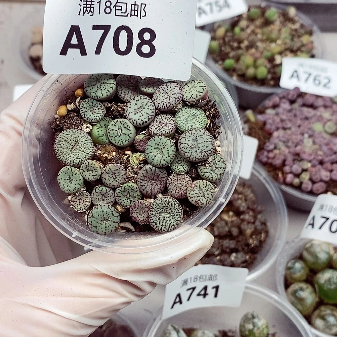 708啦咯啦咯啦咯哦咯咯
