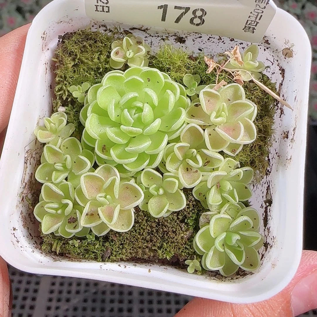 0922---178爱丽丝