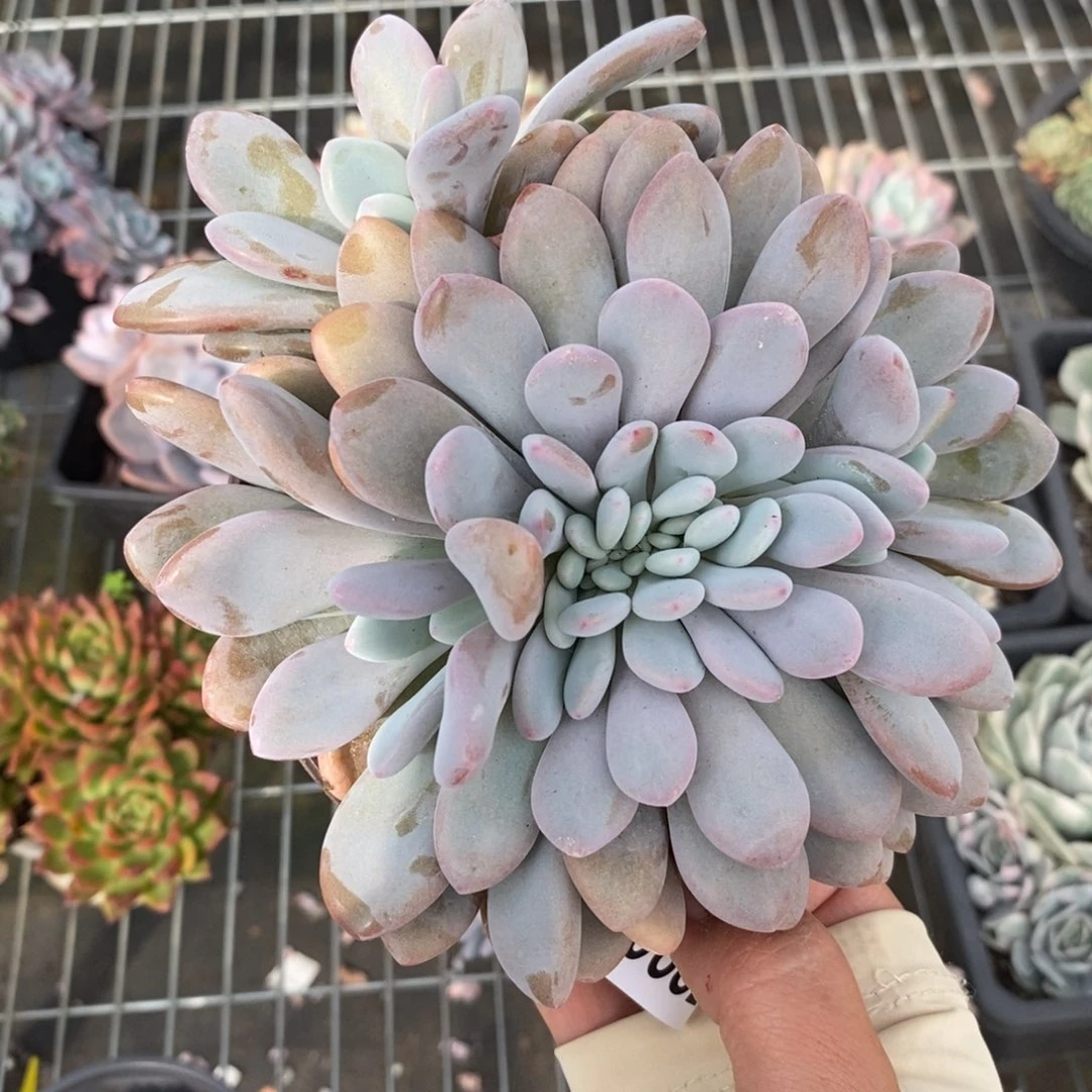 6824粉兔缀化一物一拍