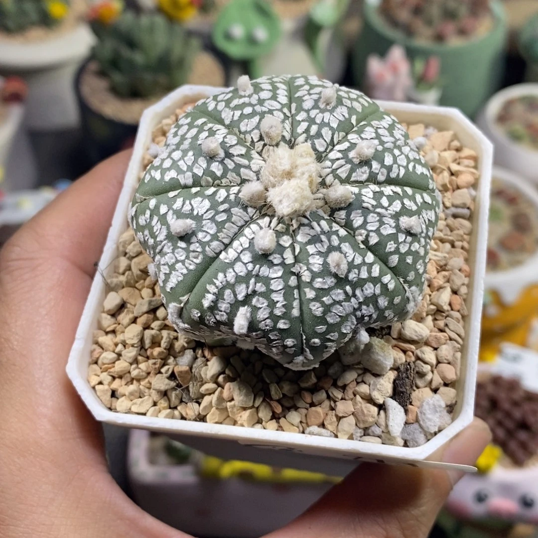 生石花花花花花花713