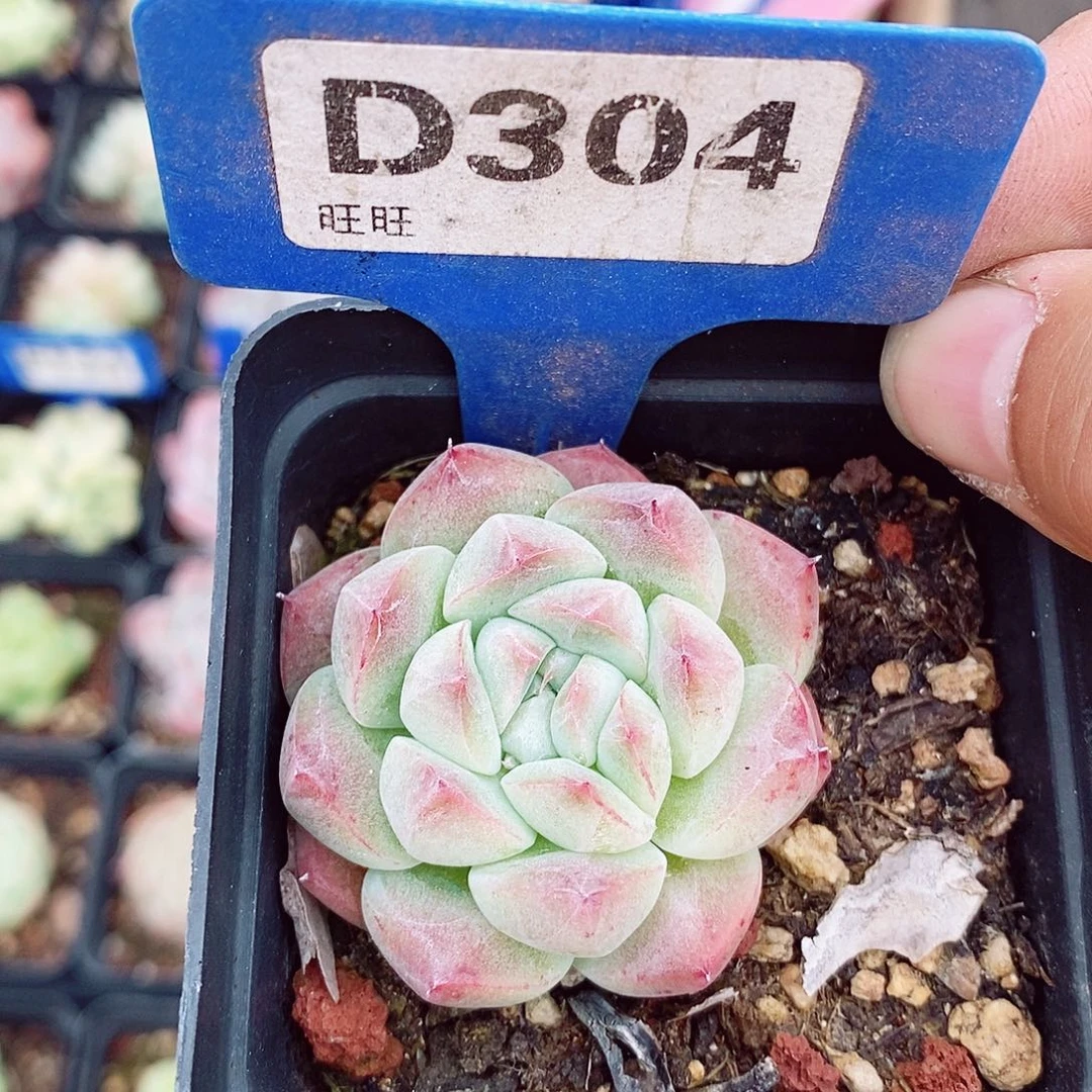 西施福利5cm多肉植物