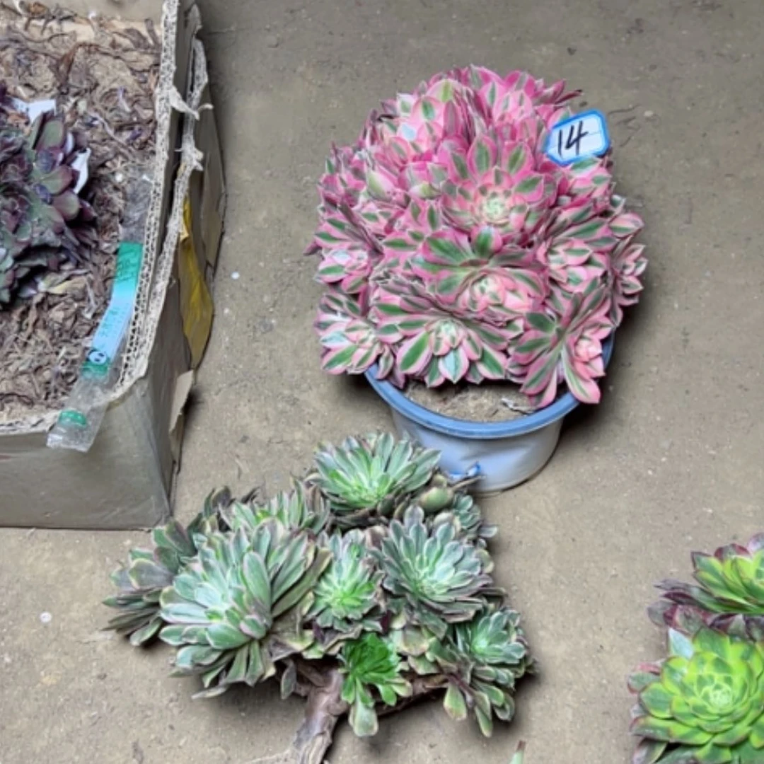【闪购商品】你*多肉植物粉黛有遐疵14