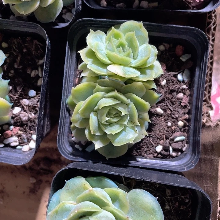 双头虾饺带盆土发货月影