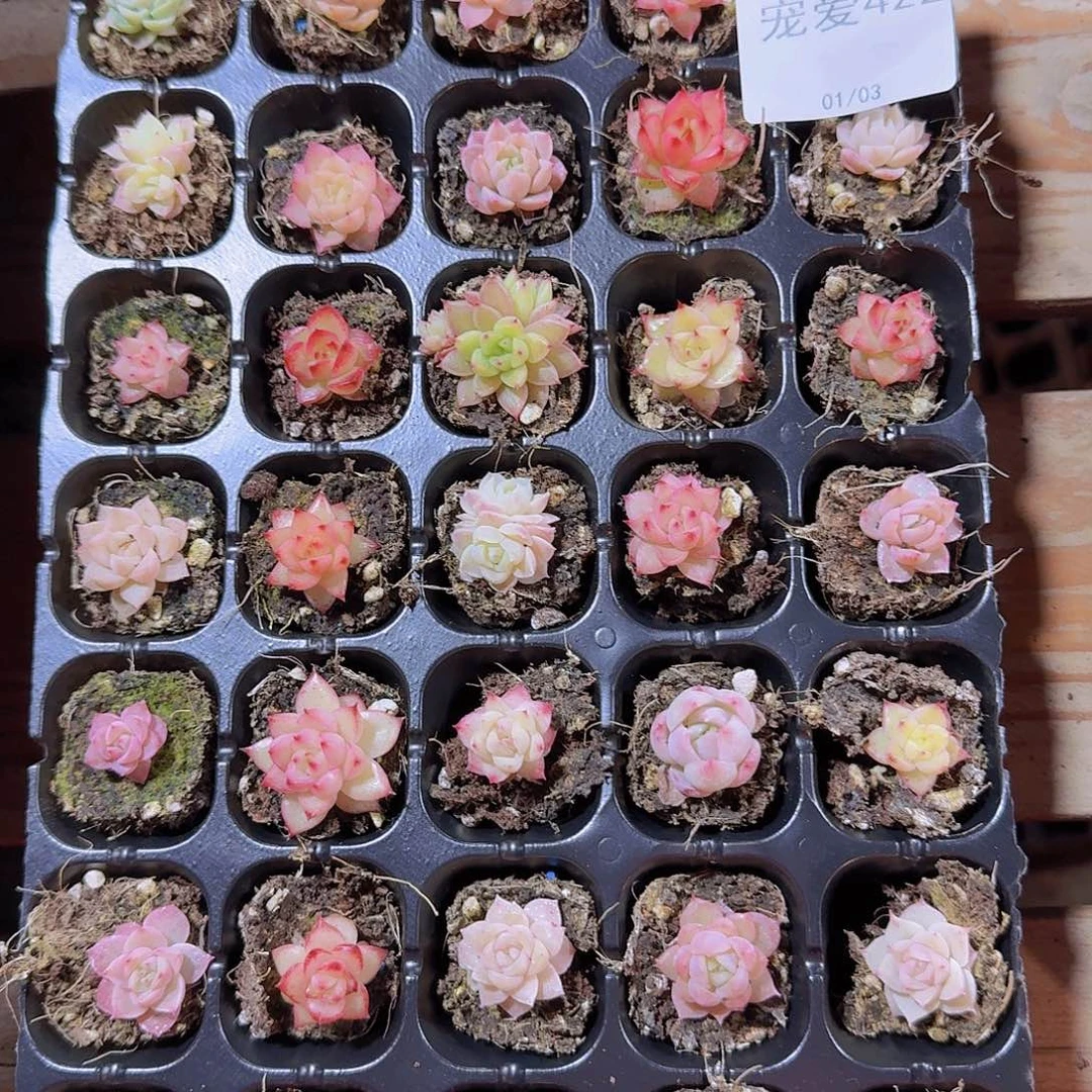 直播福利一物一拍422