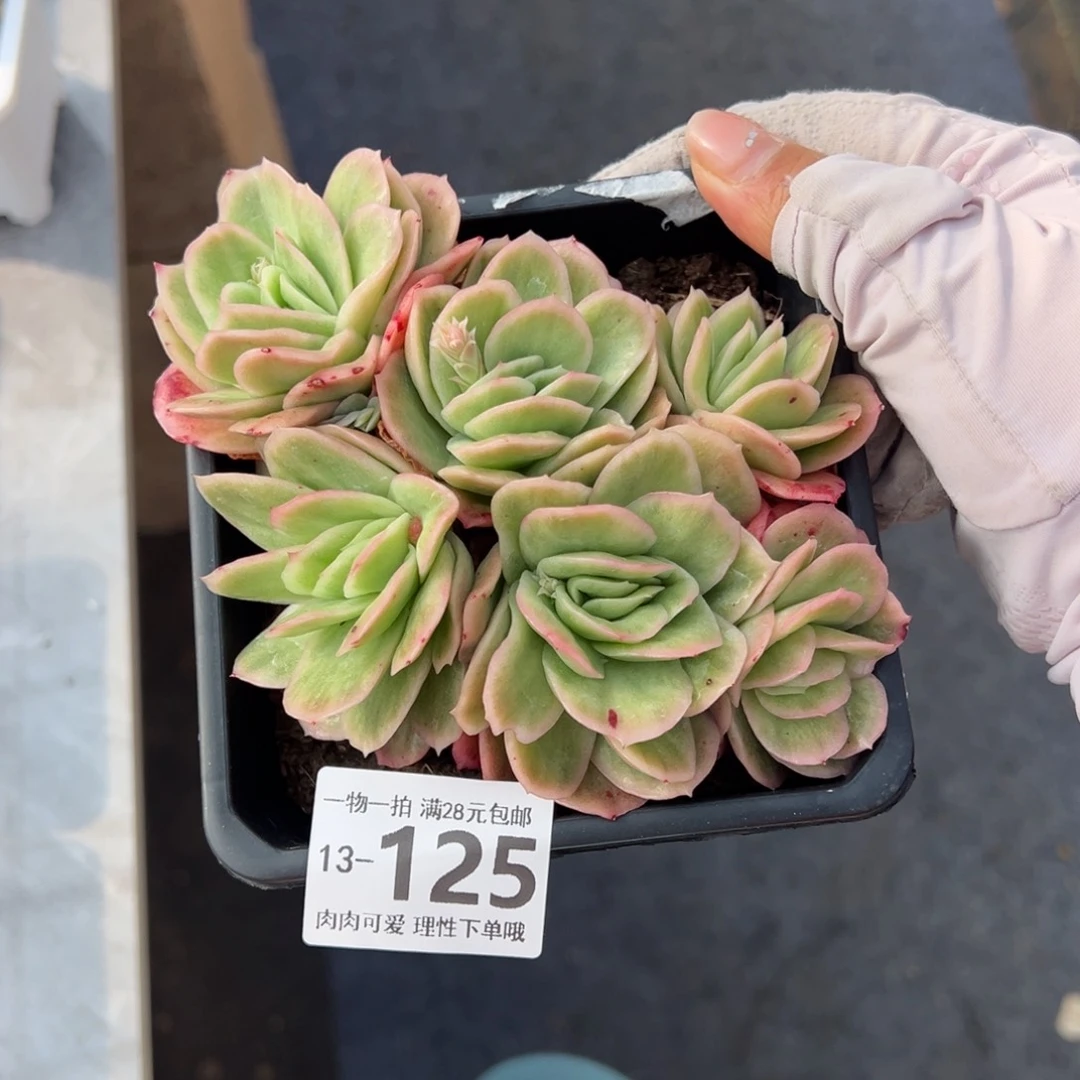 冰玫瑰多肉多肉多肉多肉