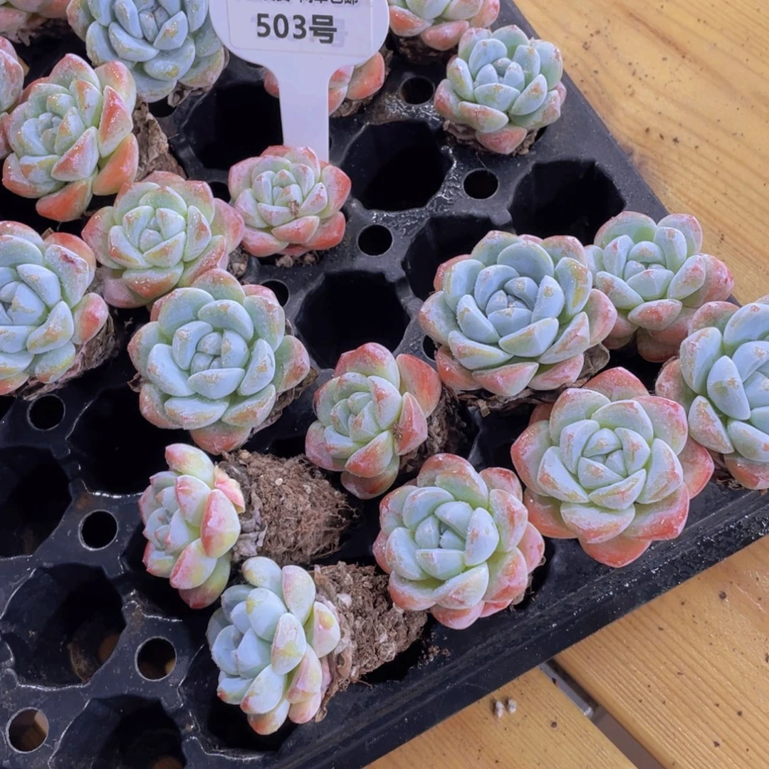 503号 丸叶全状态钻石冰玉四颗