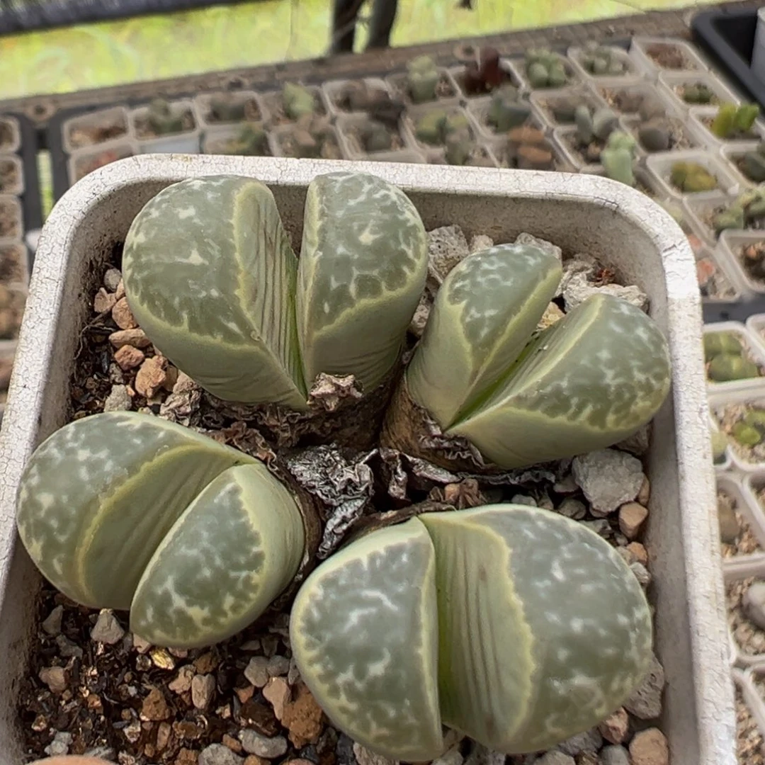 52多肉植物百科植物