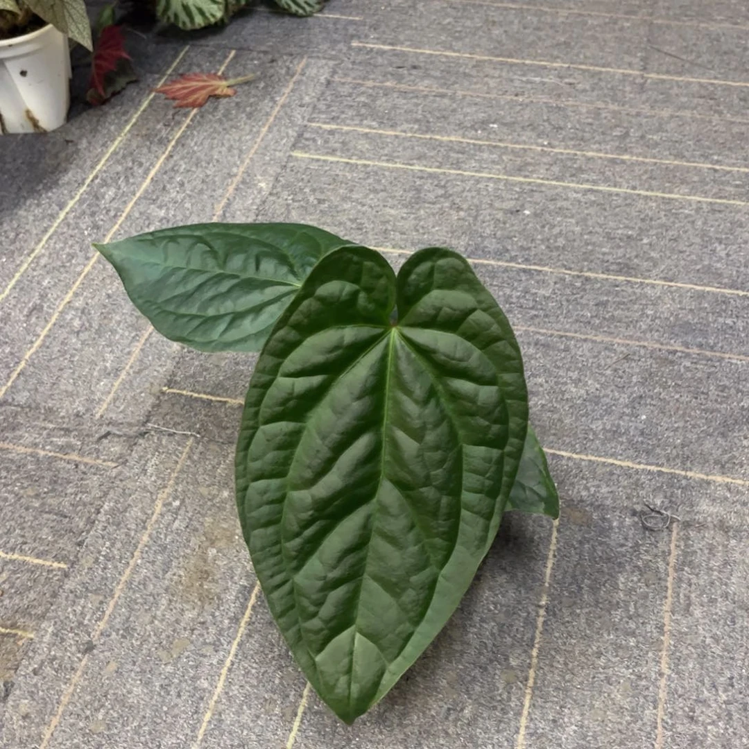 无花朵papix奢华 ～
