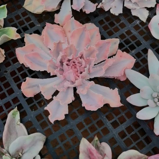 晚霞之舞白覆轮锦