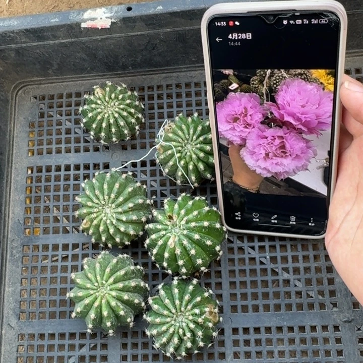 233虫咬彩草新粉洛歪4公分左右无根侧牙，20包邮