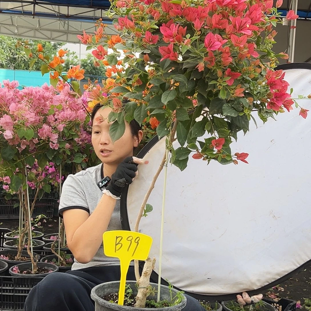 随***心大部分花苞少量开放B99伊莎贝拉酒红