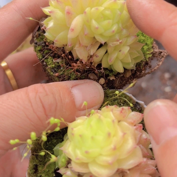 悠*麦秆八角盆10颗一组精品