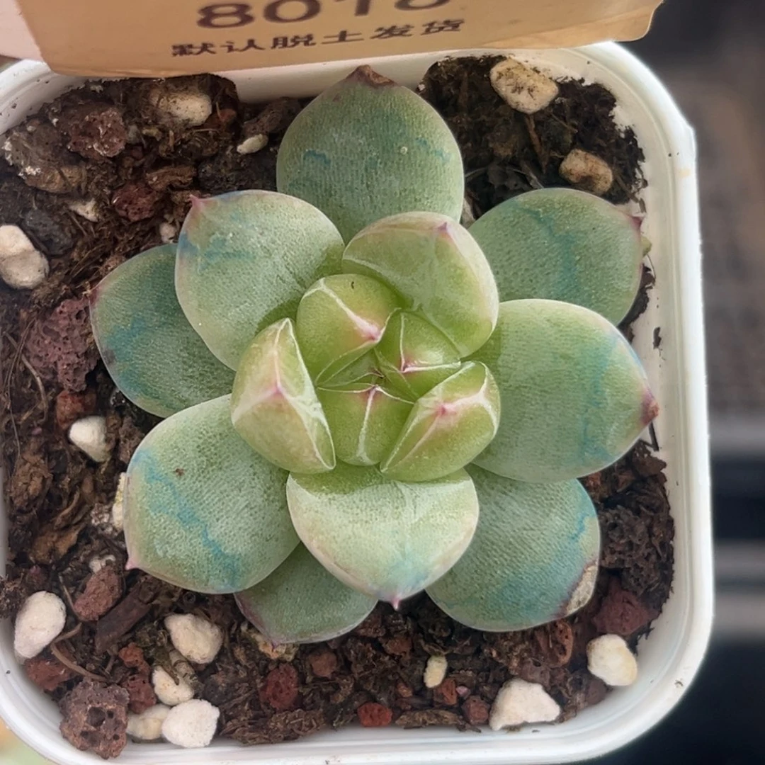 8016          一物一拍